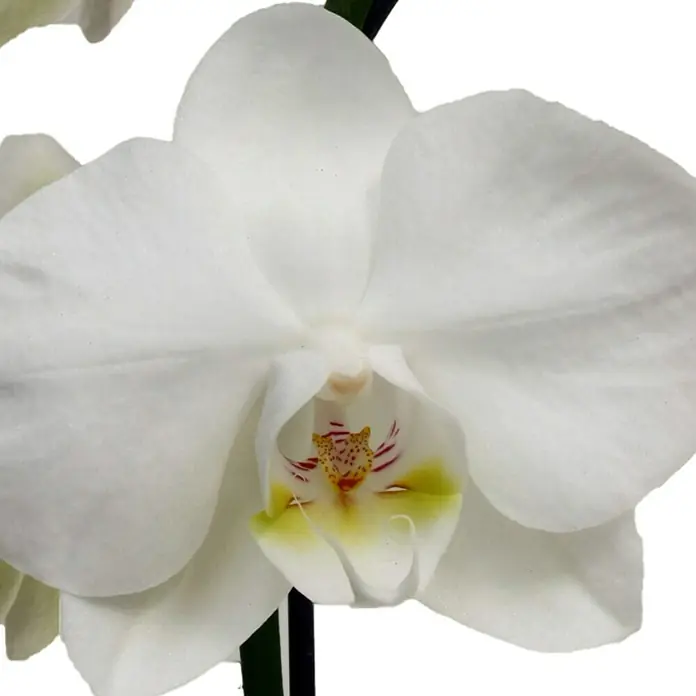 Piardino Schmetterlingsorchidee - Phalaenopsis Hybride Snow Ball, Topfgröße: 15 cm, Weiß, Anzahl Triebe: 2 Stk., Aufrecht - Detailaufnahme