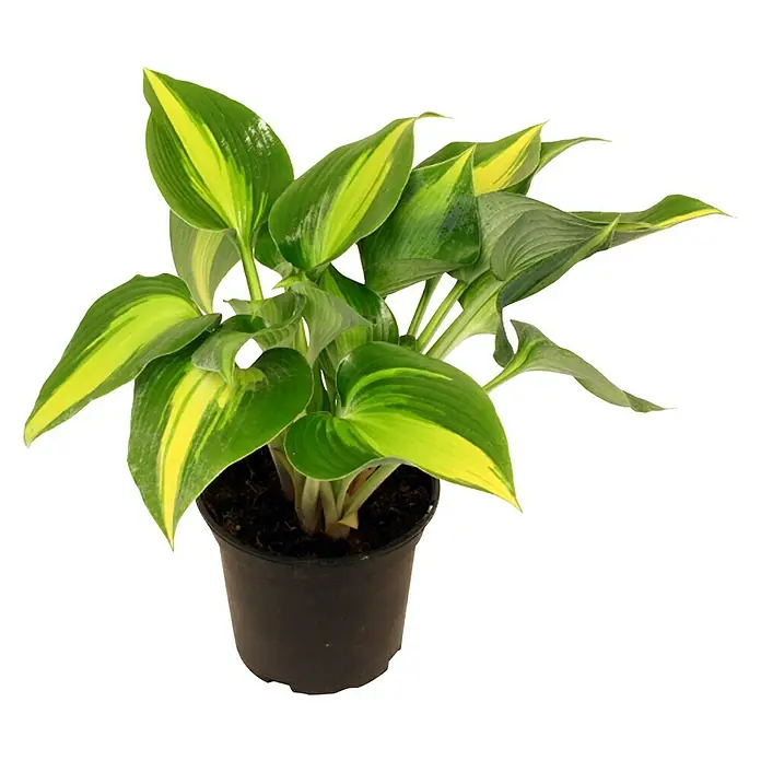 Piardino Funkie - Hosta, Topfgröße: 17 cm, Sortenabhängig - Vorderansicht