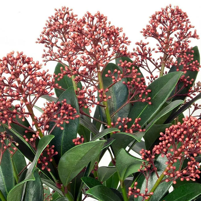 Piardino Esquimia - Skimmia japonica 'Rubella', Tamaño de maceta: 14 cm, Color de flor: Rojo - Primer plano