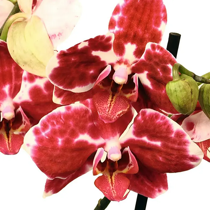 Piardino Schmetterlingsorchidee - Phalaenopsis Hybride Phantom, Topfgröße: 12 cm, Rot/Weiß, Anzahl Triebe: 2 Stk., Aufrecht - Detailaufnahme