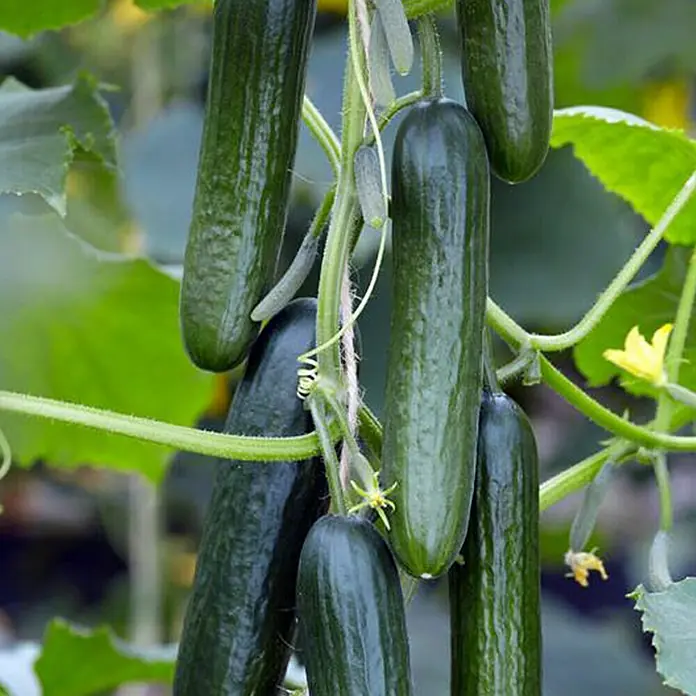 Piardino Schlangengurke - Cucumis sativus Gambit F1, 12 cm, Erntezeit: August - Oktober - Detailaufnahme