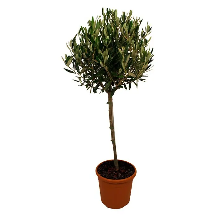 Piardino Olivenbaum - Olea europaea, Topfgröße: 24 cm - Vorderansicht