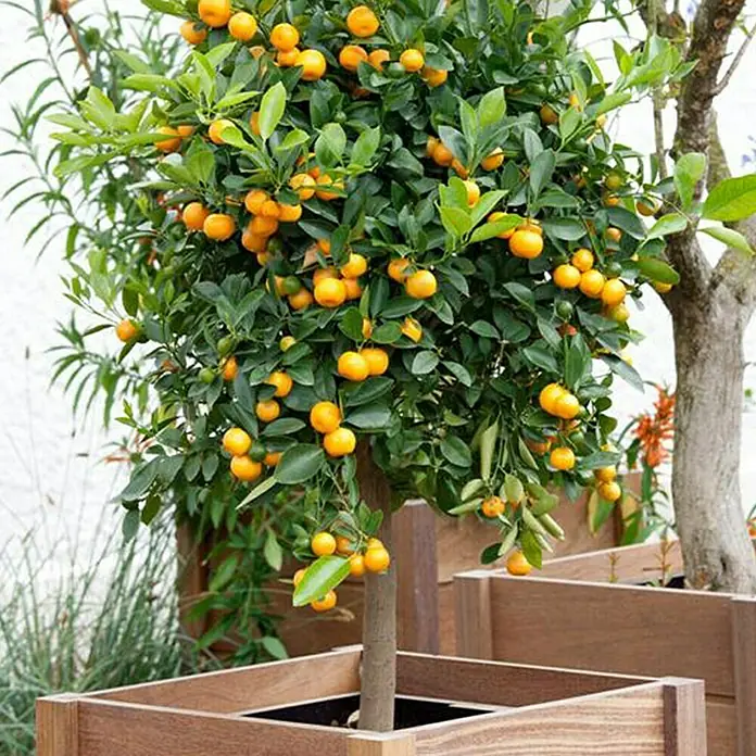 Piardino Zitronenbaum - Citrus, Topfgröße: 20 cm - Stimmungsaufnahme