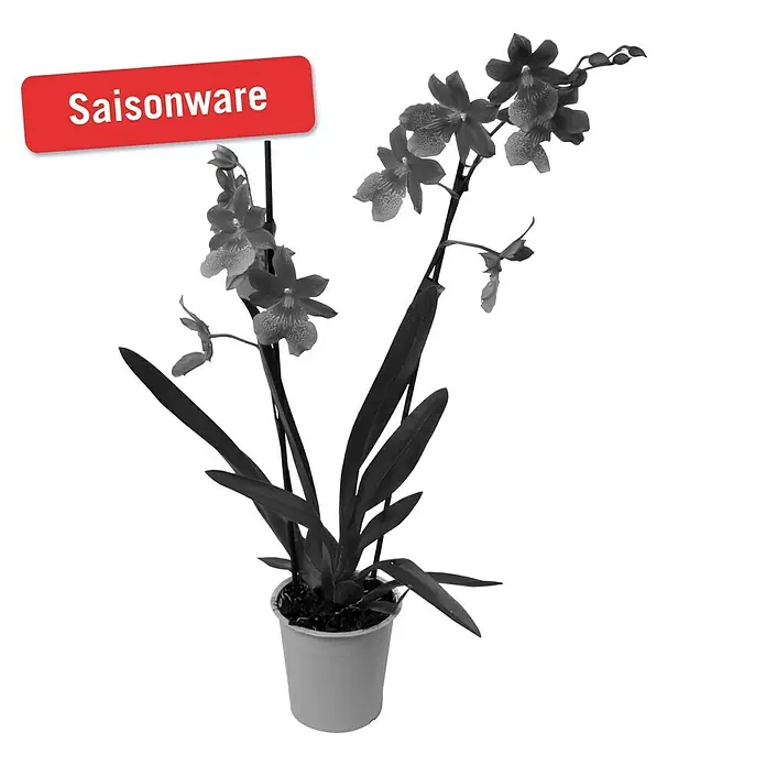 Piardino Orchidee - Cambria Hybriden, Topfgröße: 12 cm, Rot, Anzahl Triebe: 2 Stk. - Vorderansicht