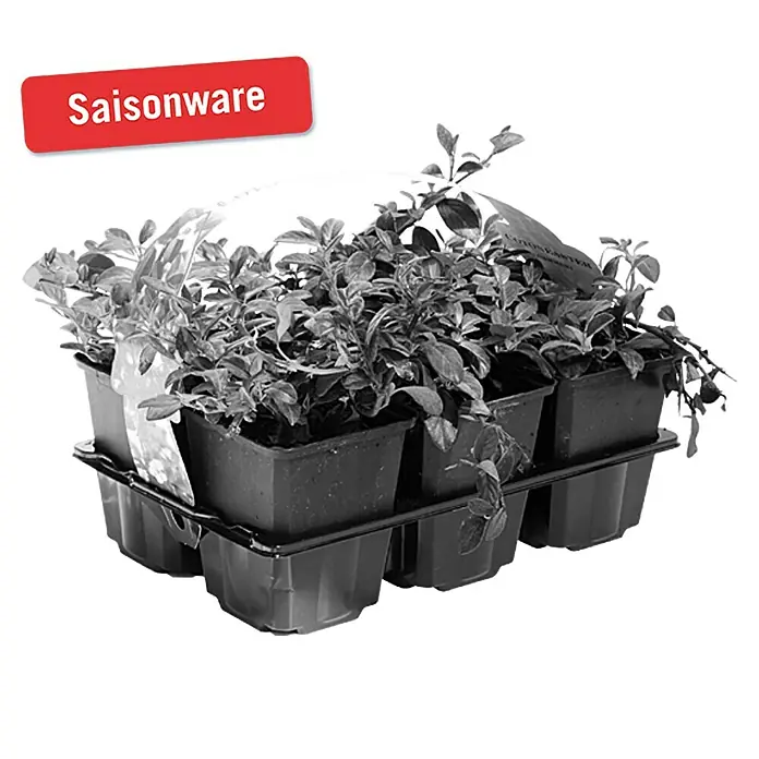 Piardino Teppichmispel - Cotoneaster dammeri, Topfgröße: 9 cm, Weiß - Vorderansicht