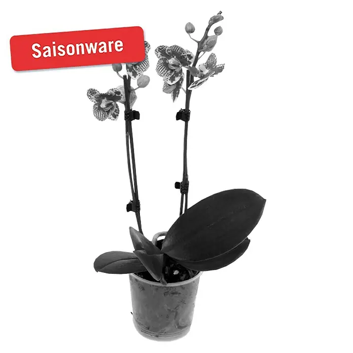 Piardino Schmetterlingsorchidee - Phalaenopsis Hybride Anastasia, Topfgröße: 12 cm, Zweifarbig, Anzahl Triebe: 2 Stk., Aufrecht - Vorderansicht