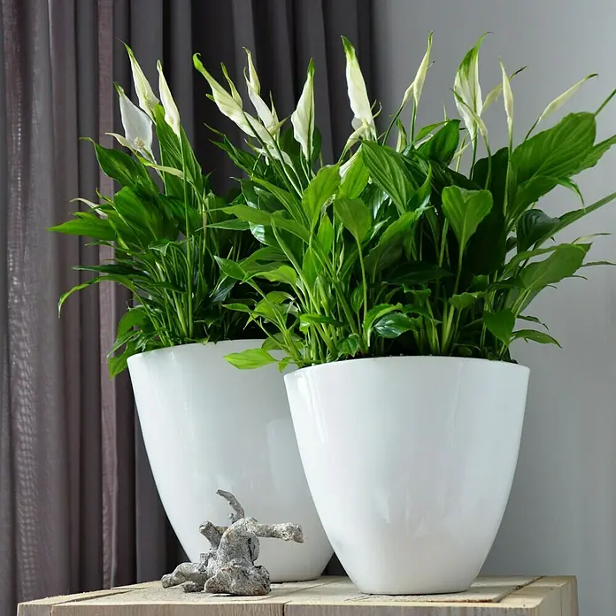Piardino Air So Pure Einblatt - Spathiphyllum wallisii, Topfgröße: 17 cm, Weiß - Stimmungsaufnahme