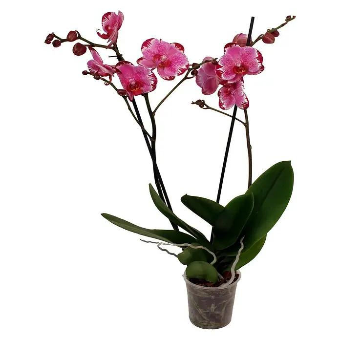 Piardino Schmetterlingsorchidee - Phalaenopsis Macig Art, Topfgröße: 12 cm, Dunkelrosa/Weiß, Anzahl Triebe: 2 Stk., Aufrecht - Vorderansicht