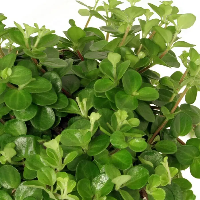 Piardino Zwergpfeffer - Peperomia rotundifolia, Topfgröße: 12 cm, Grün - Detailaufnahme