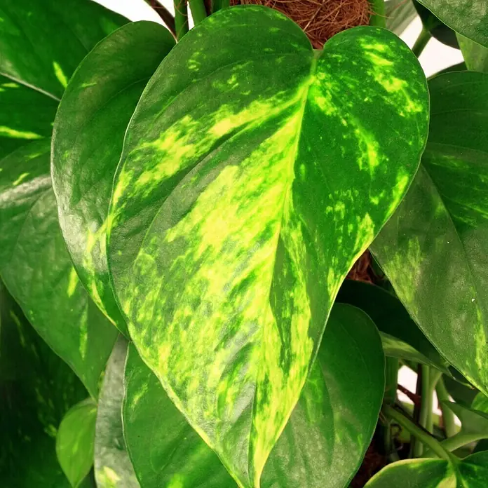 Piardino Efeutute - Epipremnum aureum, Topfgröße: 17 cm, Gelb/Grün - Detailaufnahme