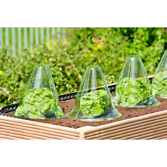 Gardol Pflanzenhut - 24 cm, 10 Stk. - Anwendungsbeispiel