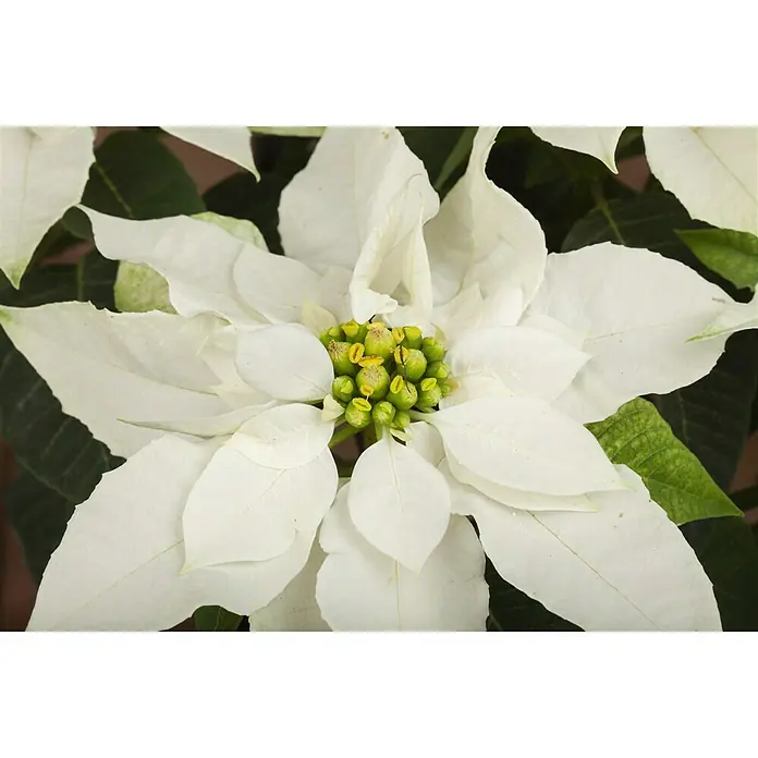 Piardino Weihnachtsstern Princettia - Euphorbia pulcherrima Princettia, Blütenfarbe: Weiß, Topfgröße: 13 cm - Detailaufnahme