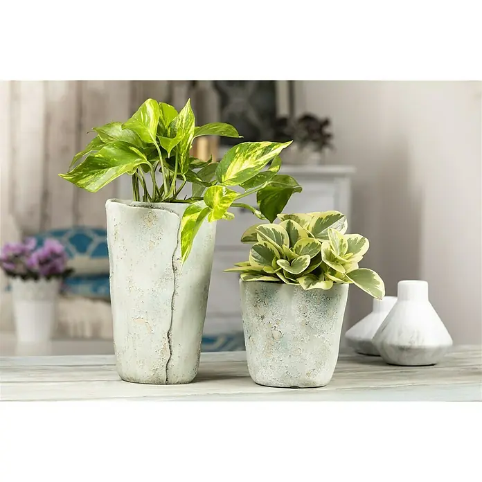 Piardino Zwergpfeffer - Peperomia obtusifolia Variegata, Topfgröße: 12 cm, Blattfarbe: Grün/Weiß - Stimmungsaufnahme