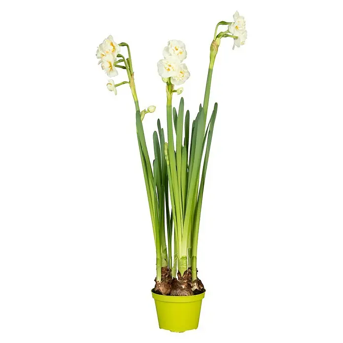 Piardino Frühlingsblumenzwiebeln 'Bridal Crown' - Narcissus poeticus 'Bridal Crown' - Vorderansicht