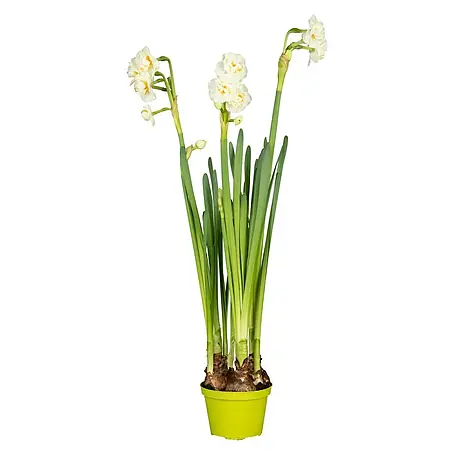 Piardino  Frühlingsblumenzwiebeln 'Bridal Crown'