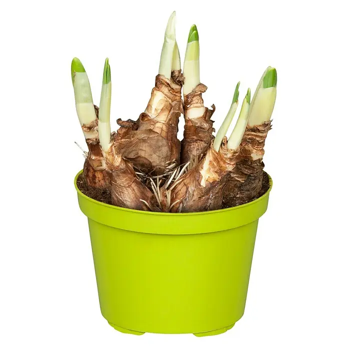 Piardino Frühlingsblumenzwiebeln 'Akita' - Narcissus Aktia - Vorderansicht