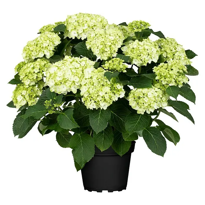Piardino Bauernhortensie - Hydrangea macrophylla, Weiß - Vorderansicht