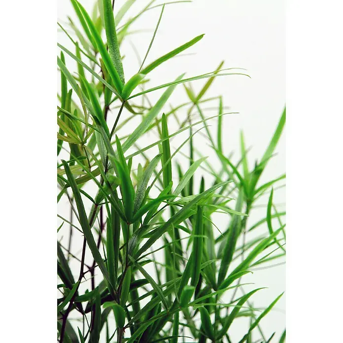 Piardino Zierspargel - Asparagus Hybriden, Topfgröße: 17 cm - Detailaufnahme