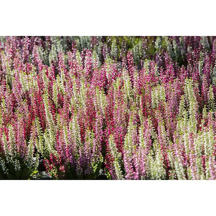 Besenheide - Calluna vulgaris High Five, Topfgröße: 13 cm - Detailaufnahme