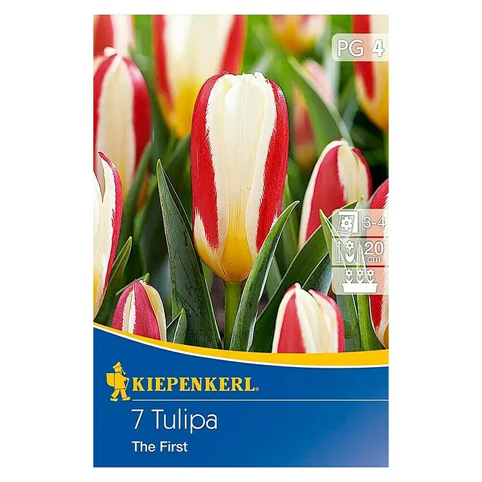 Kiepenkerl Frühlingsblumenzwiebeln Tulpe 'The First' - Tulipa kaufmanniana, 7 Stk. - Vorderansicht