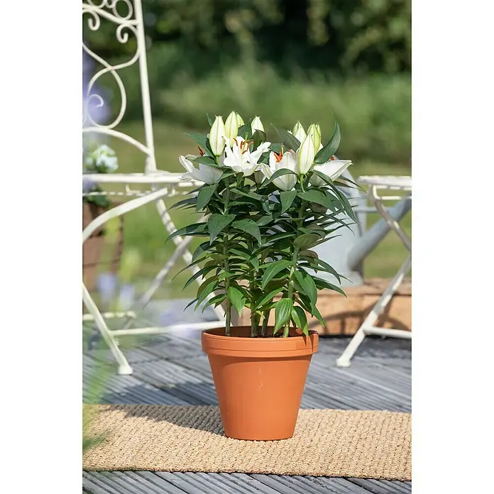 Piardino Lilie - Lilium Oriental 'Stargazer', Blütezeit: August - Oktober, Blütenfarbe: Sortenabhängig - Stimmungsaufnahme