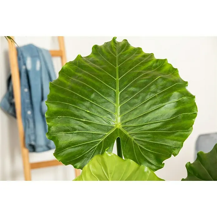 Piardino Elefantenohr - Alocasia zebrina - Detailaufnahme