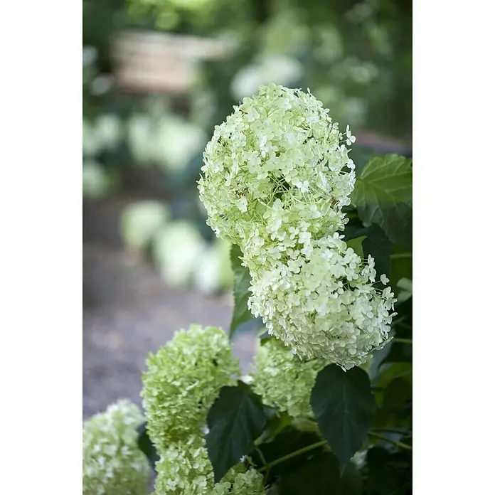 Piardino Ballhortensie 'Annabelle' - Hydrangea arborescens 'Annabelle', Topfgröße: 23 cm, Cremeweiß - Stimmungsaufnahme