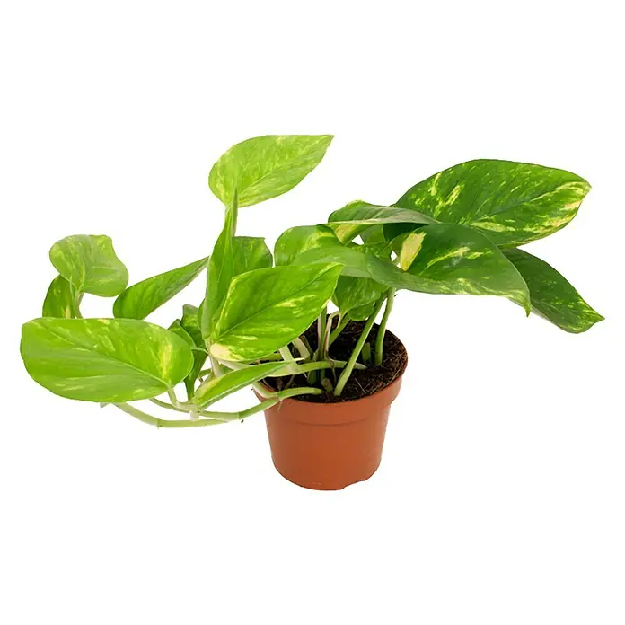 Piardino Poto - Epipremnum aureum, Tamaño de maceta: 12 cm, Amarillo/Verde