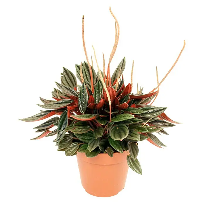 Piardino Peperomia - Peperomia caperata Rosso, Tamaño de maceta: 12 cm, Verde oscuro/Rojo púrpura