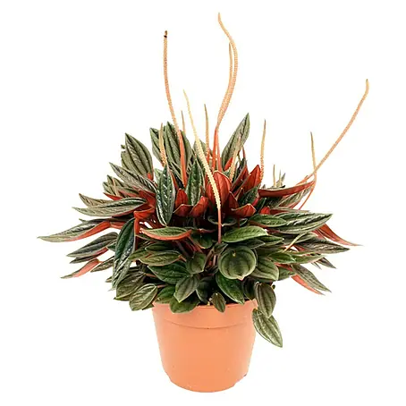 Piardino  Peperomia