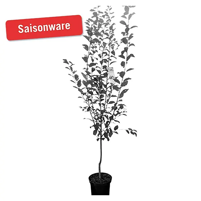 Piardino Pflaumenbaum - Prunus domestica, Erntezeit: August - Vorderansicht
