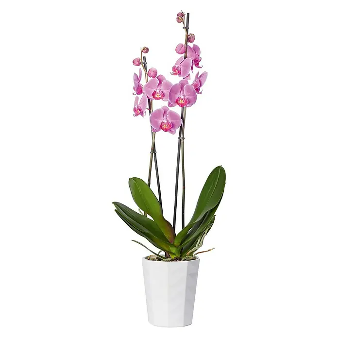 SK Orchideentopf Kyoto - Außenmaß (Ø x H): 13 x 15 cm, Keramik, Weiß, Glänzend