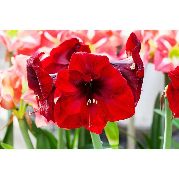 Piardino Pflanzenarrangement Amaryllis im Jumboglas - Hippeastrum - Stimmungsaufnahme