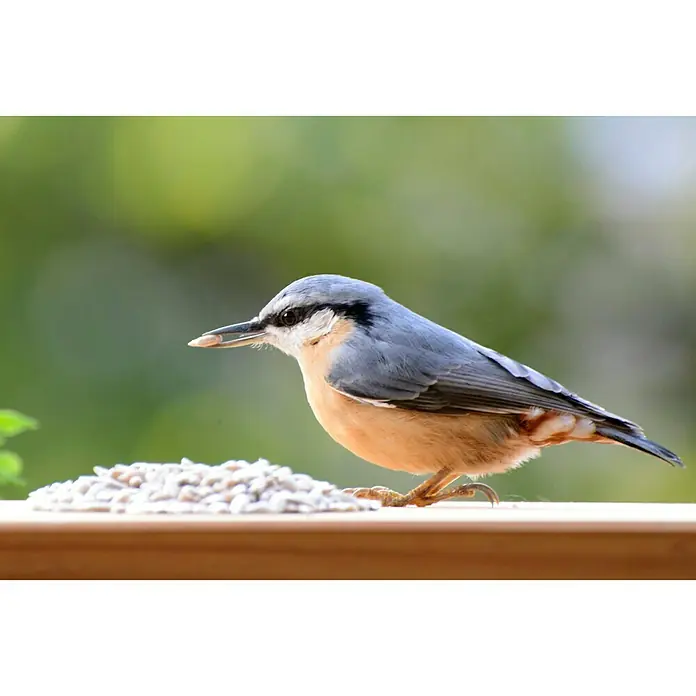 Dobar Wildvogelfutter - 20 kg, Geschält - Stimmungsaufnahme