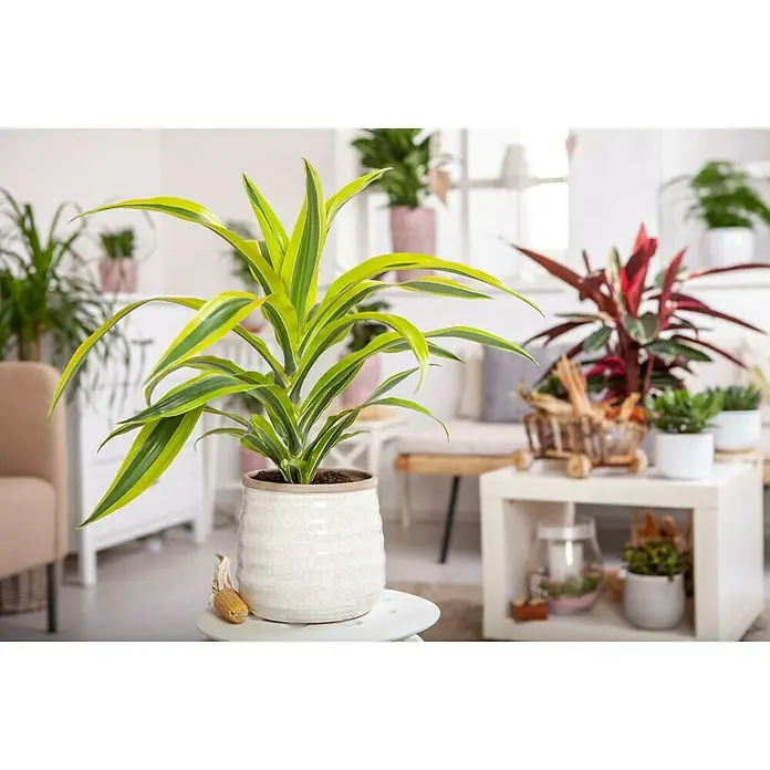 Piardino Drachenbaum - Dracaena fragrans Lemon Lime, Topfgröße: 17 cm, Blattfarbe: Grün/Dunkelgrün - Stimmungsaufnahme