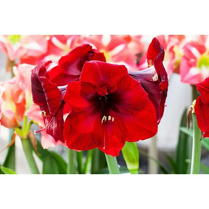 Piardino Amaryllis Waxz® Rembrandt - Hippeastrum x Hybrid, Blütenfarbe: Rot, Gold/Braun/Weiß - Detailaufnahme