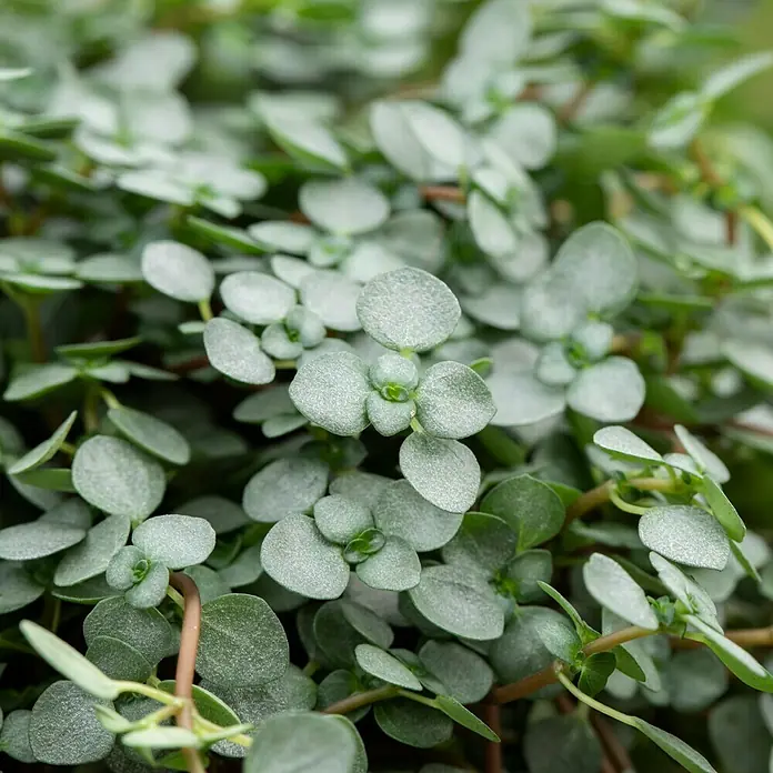 Piardino Kanonierblume - Pilea glauca, Topfgröße: 12 cm, Blattfarbe: Grün/Grau - Detailaufnahme