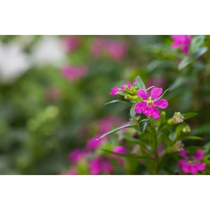 Piardino Köcherblume - Cuphea hyssopifolia, Topfgröße: 10 cm, Rosa - Detailaufnahme