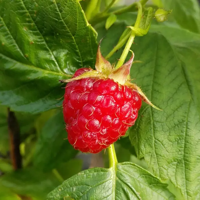 Himbeere - Rubus idaeus 'Golden Queen', Erntezeit: August - September, Topfvolumen: 3 l