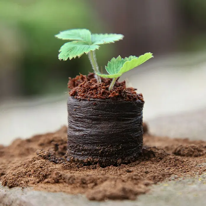 Floraworld Tablete za poticanje rasta biljki Classic - 36 kom., Promjer: 3,5 cm - Proizvod u upotrebi