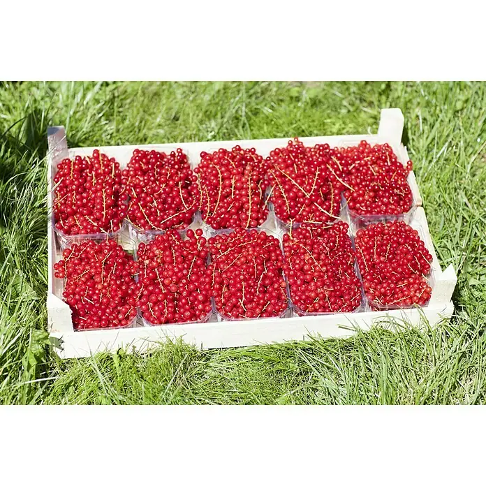 Piardino Rote Johannisbeere Jonkheer van Tets - Ribes rubrum, Erntezeit: Juni, Topfvolumen: 2 l - Stimmungsaufnahme
