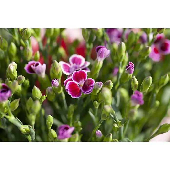 Piardino Gartennelke 6er Tray - Dianthus caryophyllus 'Pink Kisses', Blütenfarbe: Sortenabhängig - Detailaufnahme
