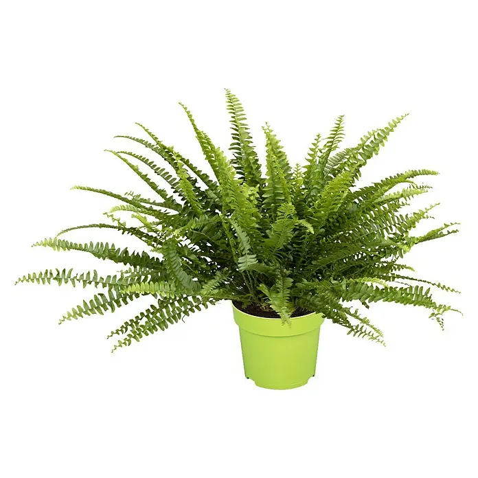 Piardino Schwertfarn - Nephrolepis exaltata Green Lady, Topfgröße: 12 cm, Blattfarbe: Mittelgrün - Vorderansicht