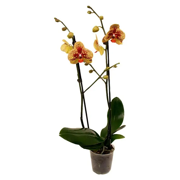 Piardino Schmetterlingsorchidee - Phalaenopsis Hybride Dancing Leopard, Topfgröße: 12 cm, Zweifarbig, Anzahl Triebe: 2 Stk., Aufrecht - Vorderansicht