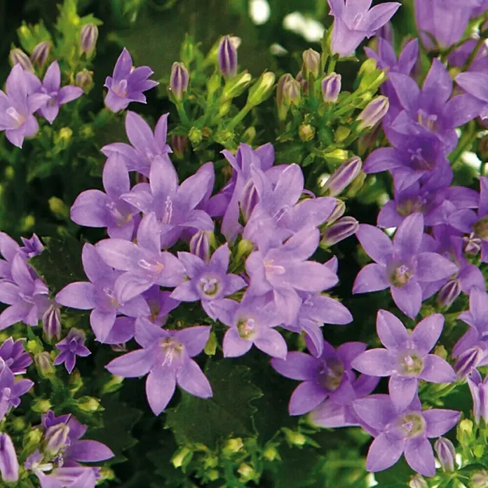 Piardino Polsterglockenblume - Campanula portenschlagiana Get Mee, Topfgröße: 11 cm, Blütenfarbe: Blau - Detailaufnahme