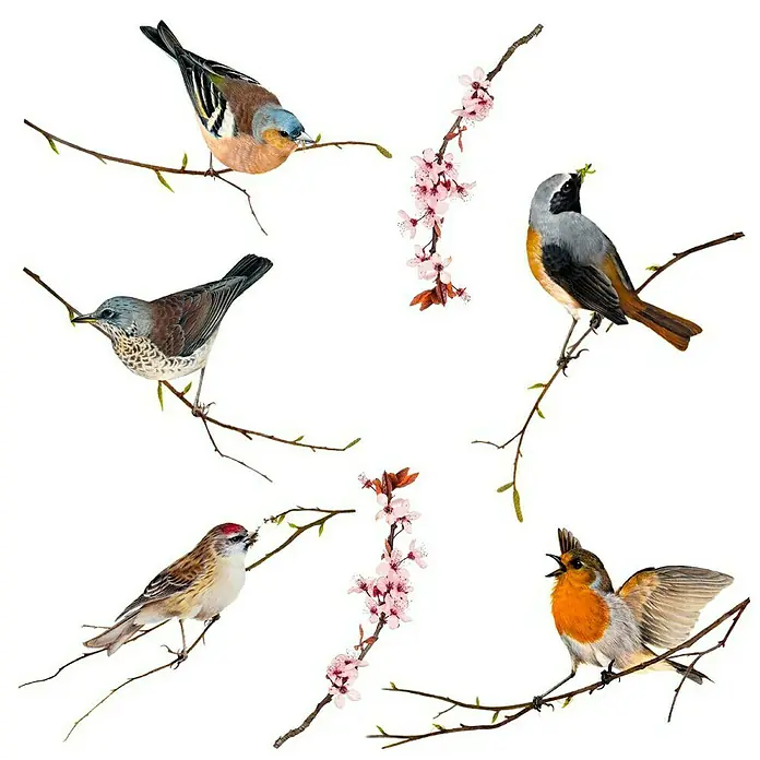 Komar Fenstersticker - Birds, Bunt, 31 x 31 cm - Vorderansicht
