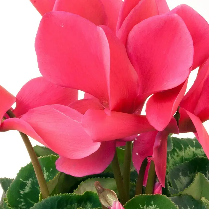 Piardino Zimmer-Alpenveilchen - Cyclamen persicum, Topfgröße: 13 cm, Lila - Detailaufnahme