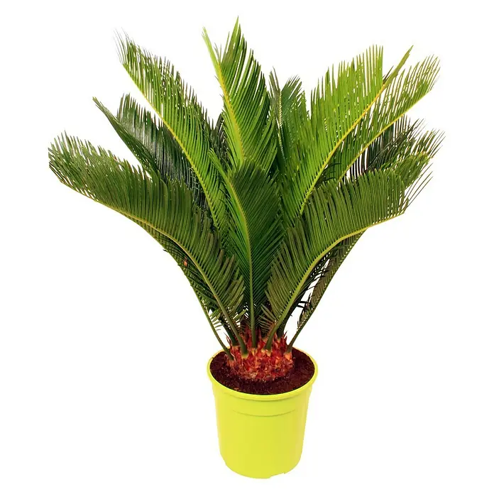 Piardino Palmfarn - Cycas revoluta, Topfgröße: 21 cm, Dunkelgrün - Vorderansicht