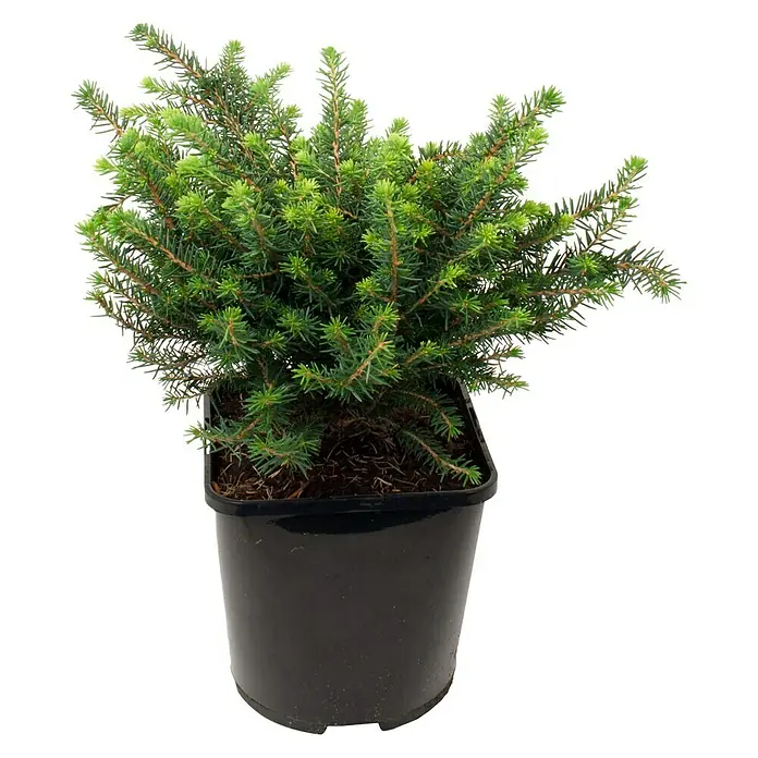 Piardino Serbische Kugelfichte - Picea omorika 'Karel' - Vorderansicht