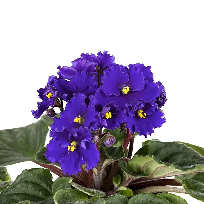 Piardino Violeta africana - Saintpaulia ionantha, Tamaño de maceta: 12 cm, Color de flor: Dependiendo de la variedad - Primer plano